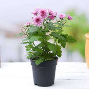 Chrysanthemum Mixed - 5" Pot