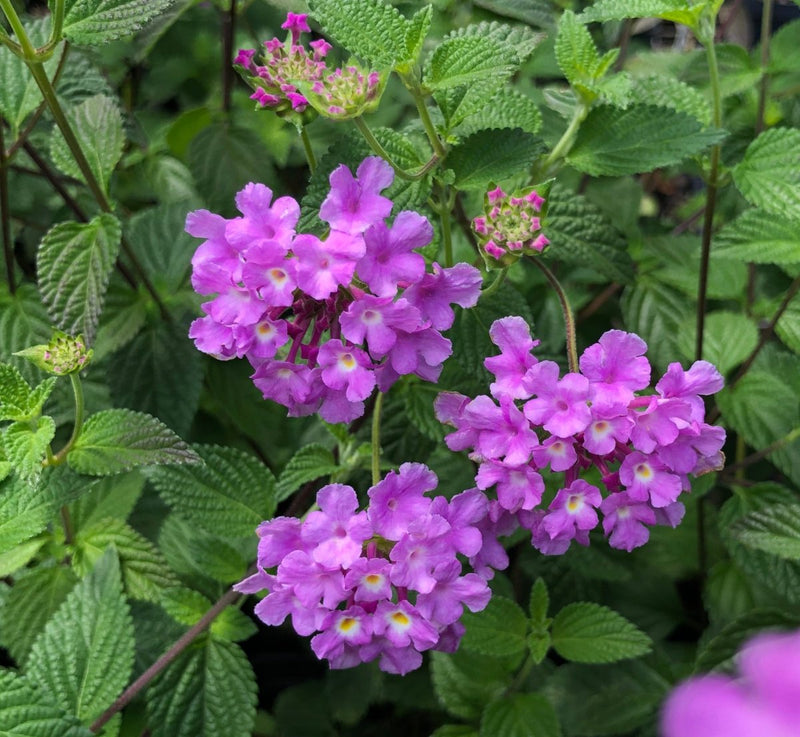 Lantana Mixed - 10" Grow bag