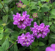 Lantana Mixed - 6" Pot