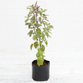 Holy Basil - 6" Grow bag