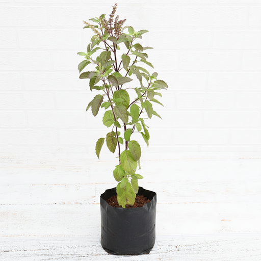 Holy Basil - 6" Grow bag