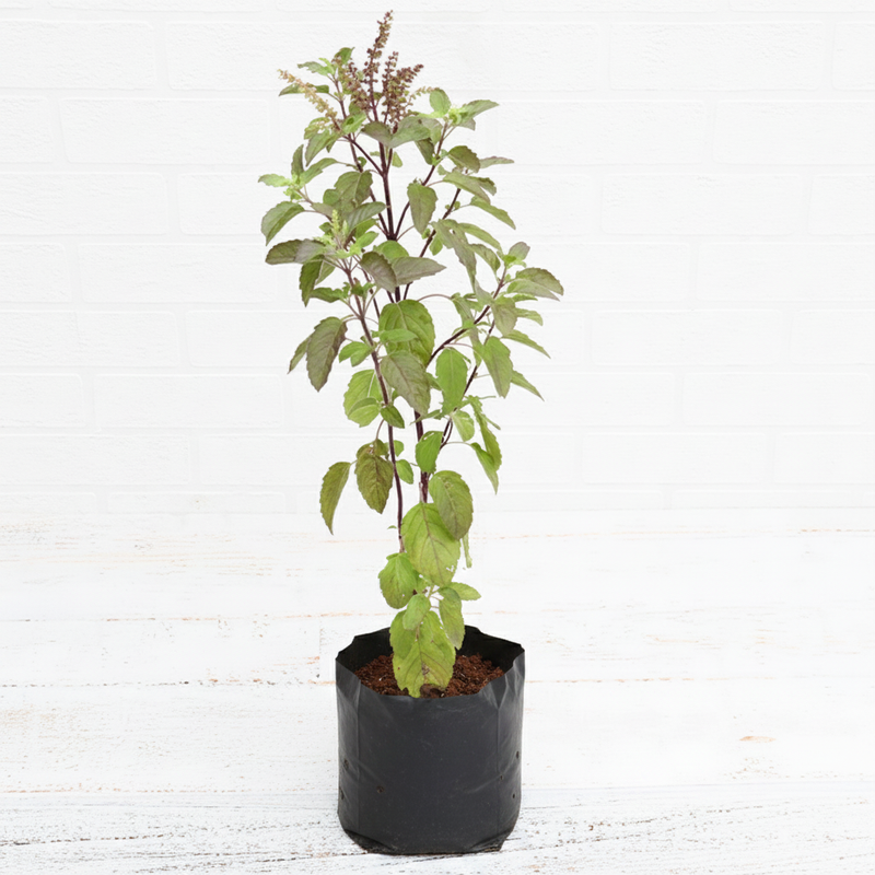 Holy Basil - 10" Grow bag