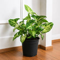 Syngonium Podophyllum White Butterfly - 4" Pot