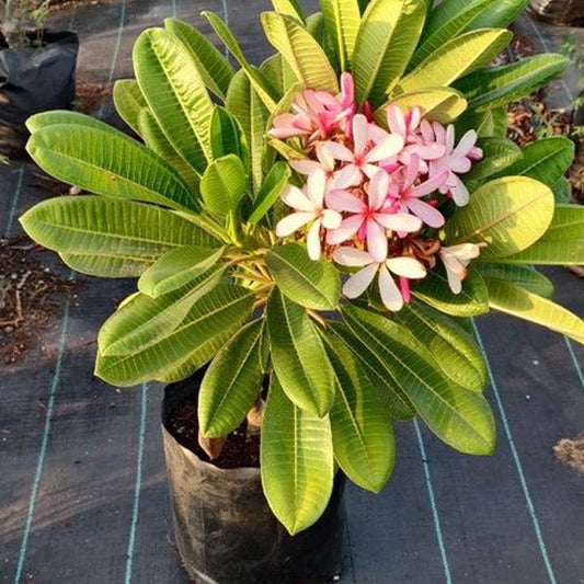 Plumeria, Champa (Pink) - Plant