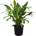 Dracaena Massangeana - 5" Pot