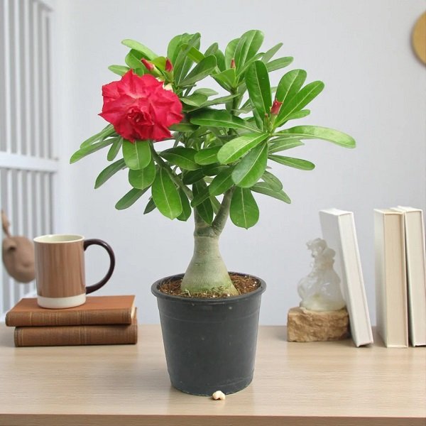 Desert Rose Mixed - 4" Pot