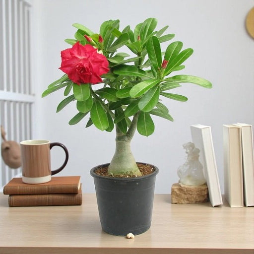 Desert Rose Red Double - 5" Pot