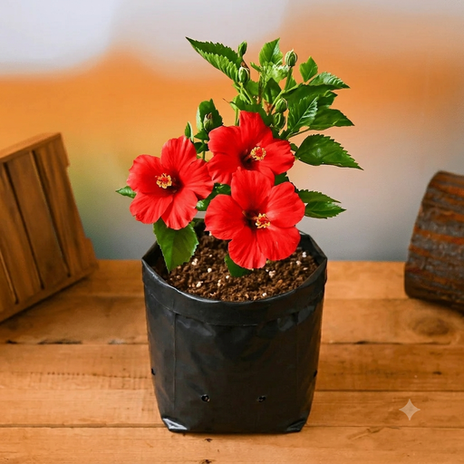 Hibiscus Mixed - 10" Grow bag