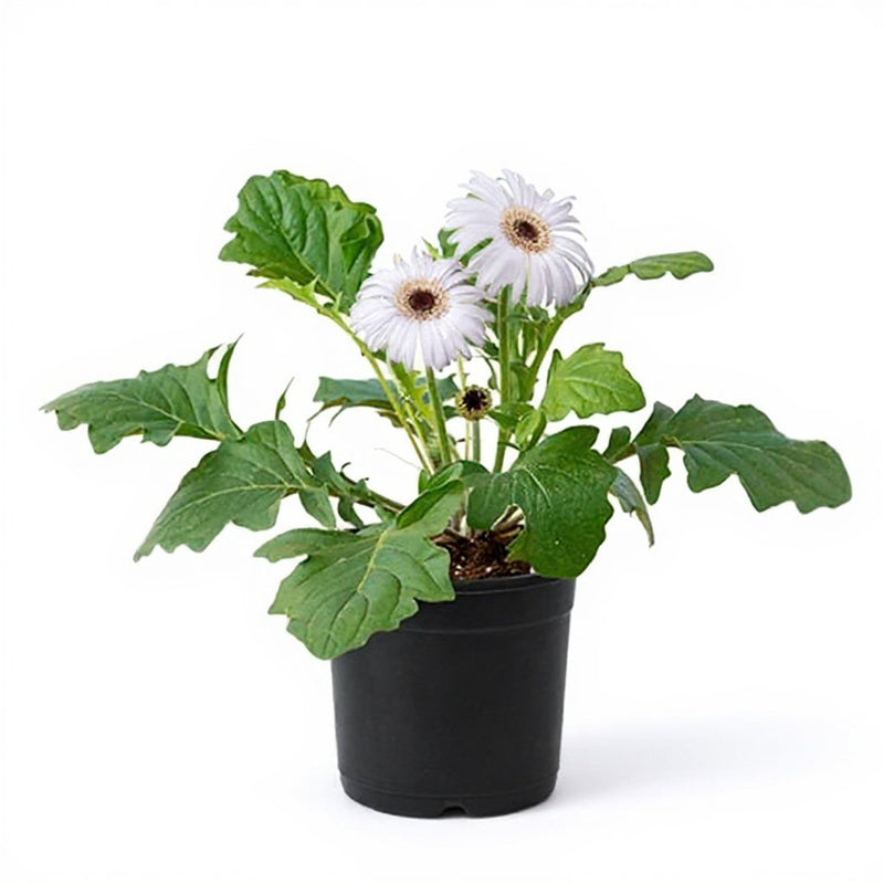 Gerbera White - 6" Pot
