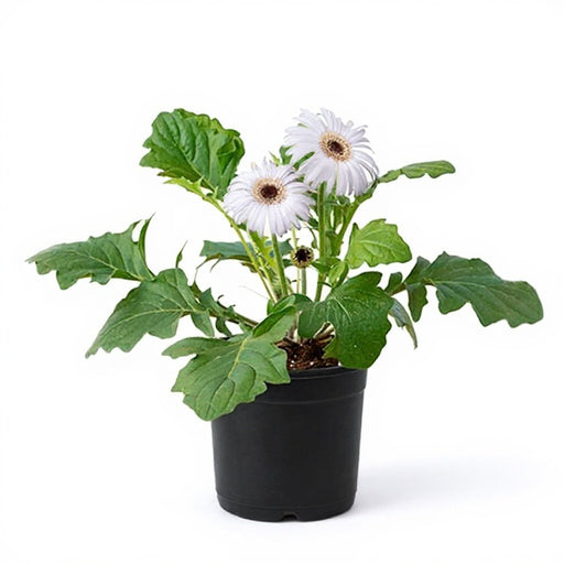 Gerbera White - 5" Pot