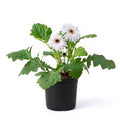 Gerbera White - 6" Pot