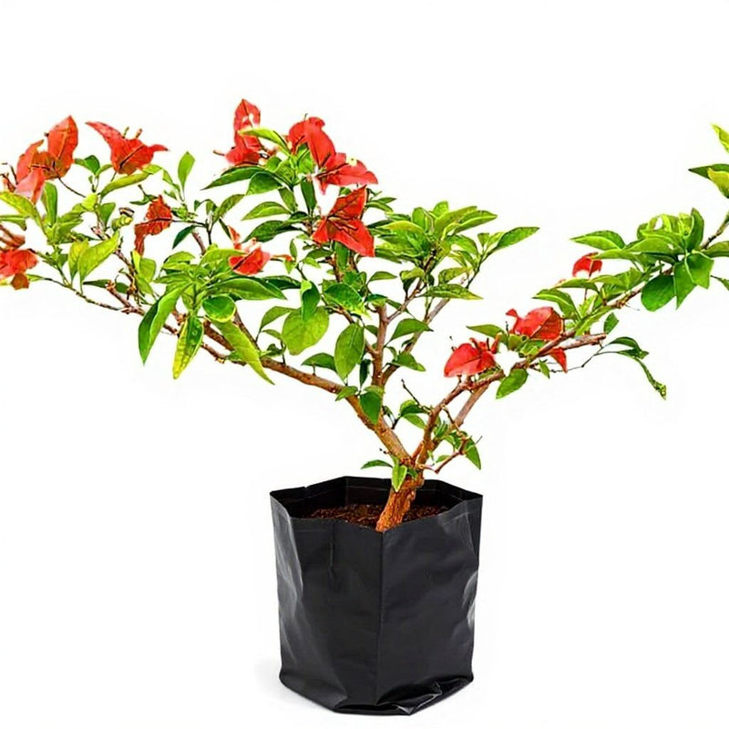 Bougainvillea Red - 10" Grow bag