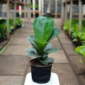Fiddle Leaf Fig - 5" Pot