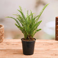 Boston Fern Green - 6" Pot