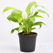 Peace Lily Golden - 6" Pot