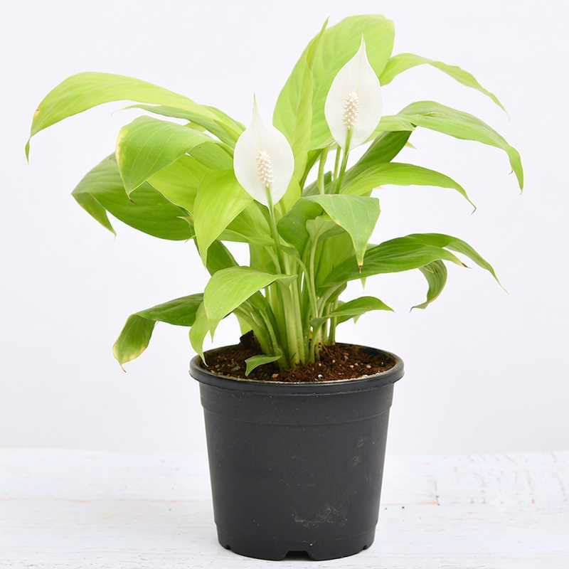 Peace Lily Golden - 6" Pot
