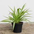 Spider Plant - 4" Pot