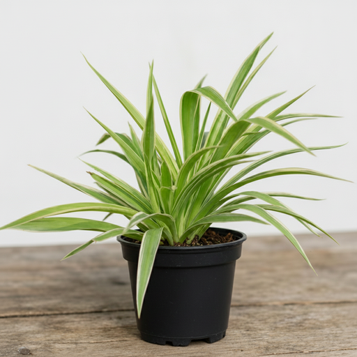 Spider Plant - 5" Pot
