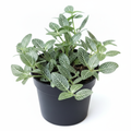 Nerve Plant White - 4" Pot