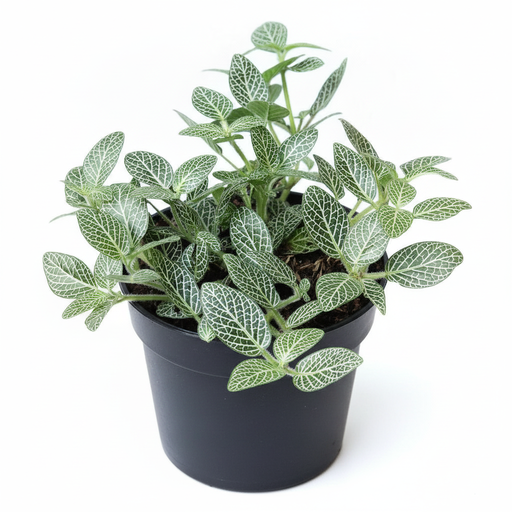 Nerve Plant White - 4" Pot