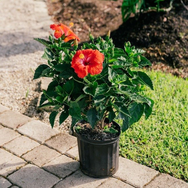 Hibiscus, Gudhal Flower (Red) - Plant