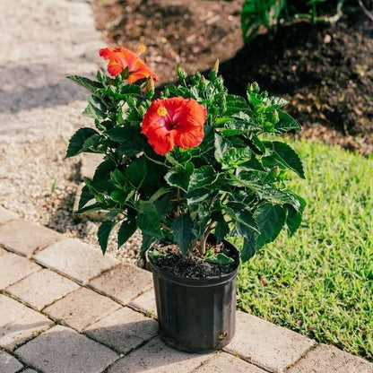 Hibiscus, Gudhal Flower (Red) - Plant
