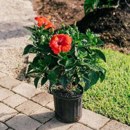 Hibiscus, Gudhal Flower (Red) - Plant