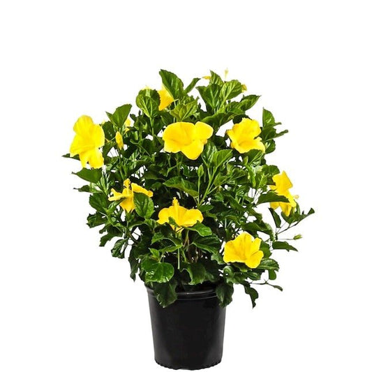 Hibiscus (Yellow) Plant in 10 inch Grow Bag