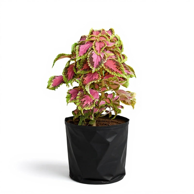 Coleus Green Pink - 6" Grow bag
