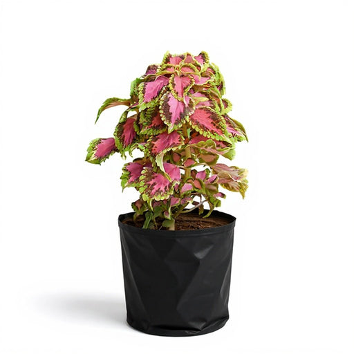 Coleus Pink Green - 6" Grow bag