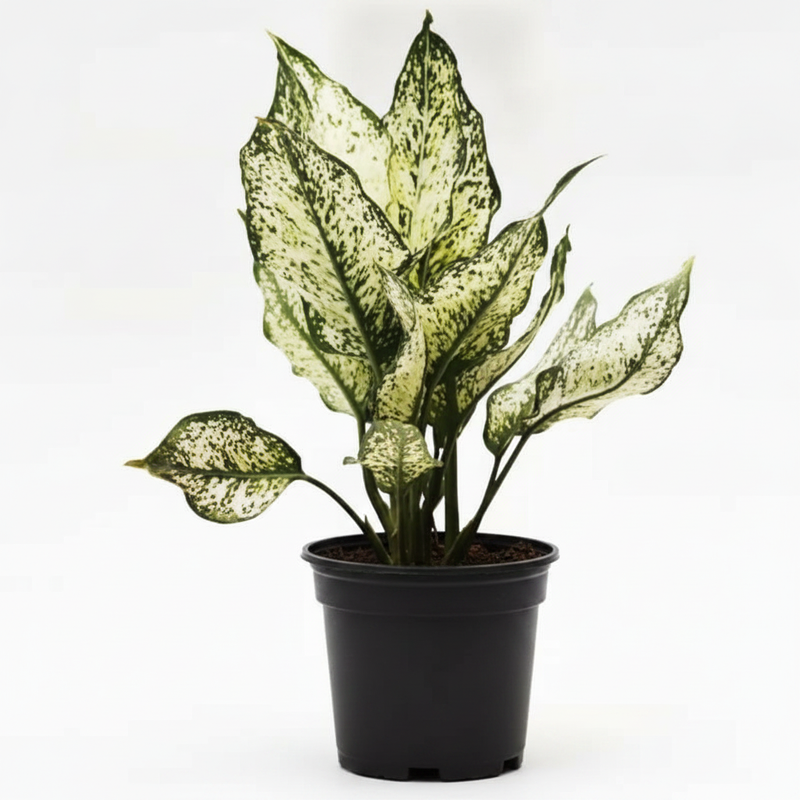 Aglaonema Snow White - 5" Pot