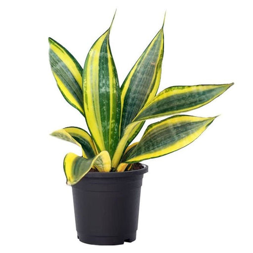 Sansevieria Golden Hahnii Golden - 4" Pot