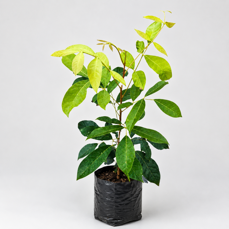 Mahogany Plant - 10" Grow bag