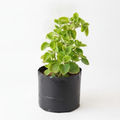 Indian Borage - 6" Grow bag