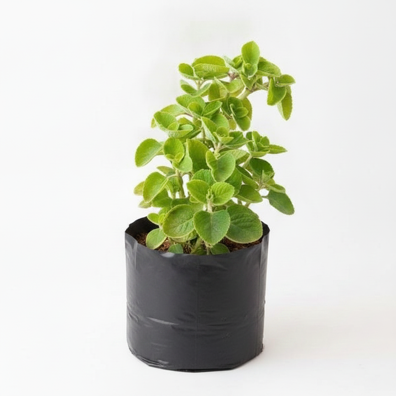 Indian Borage - 6" Grow bag