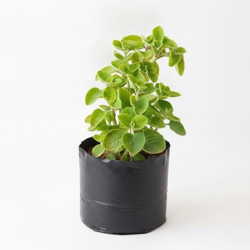Indian Borage - 10" Grow bag