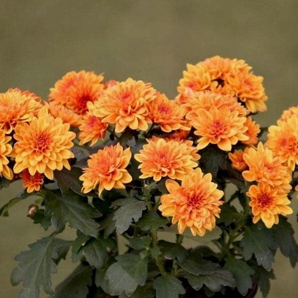 Chrysanthemum Mixed - 5" Pot