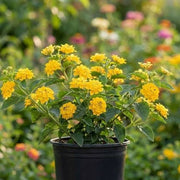 Lantana Mixed - 6" Pot