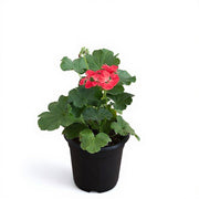 Geranium Ivy Mixed - 5" Pot