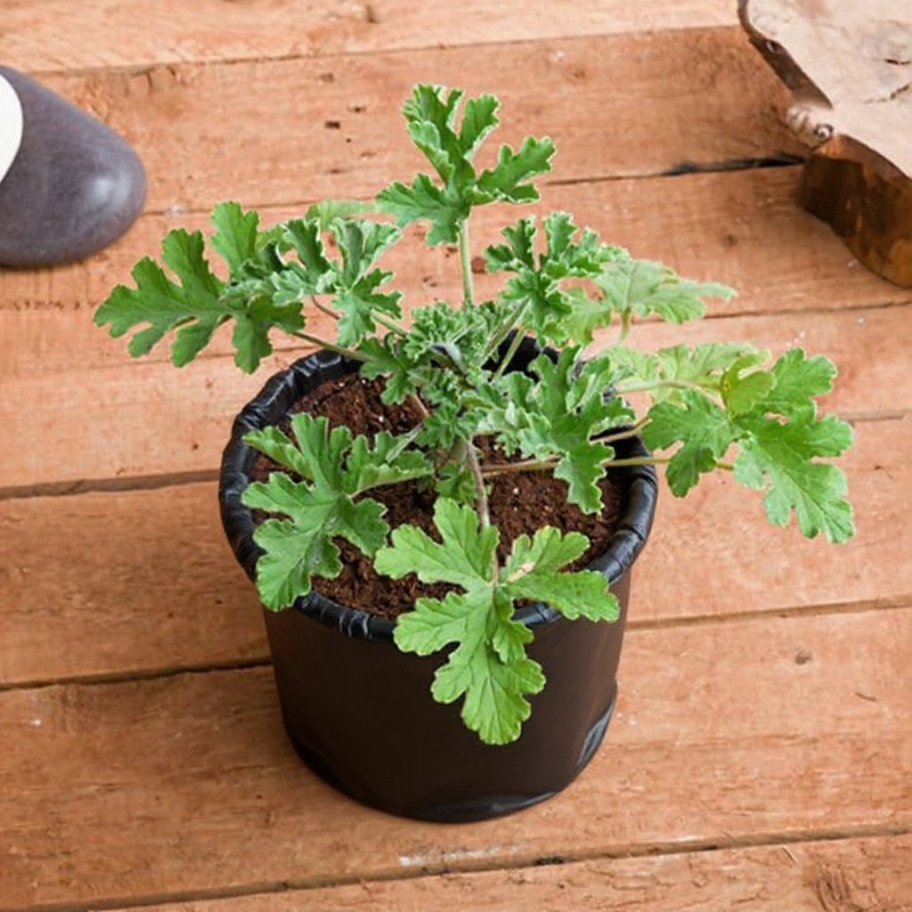 Citronella Plant