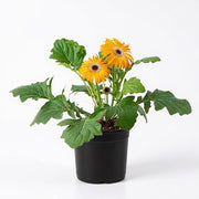 Gerbera Mixed - 5" Pot