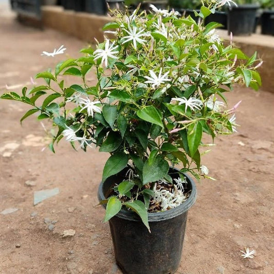 Kunda, Downy Jasmine Plant in 10 inch Grow Bag