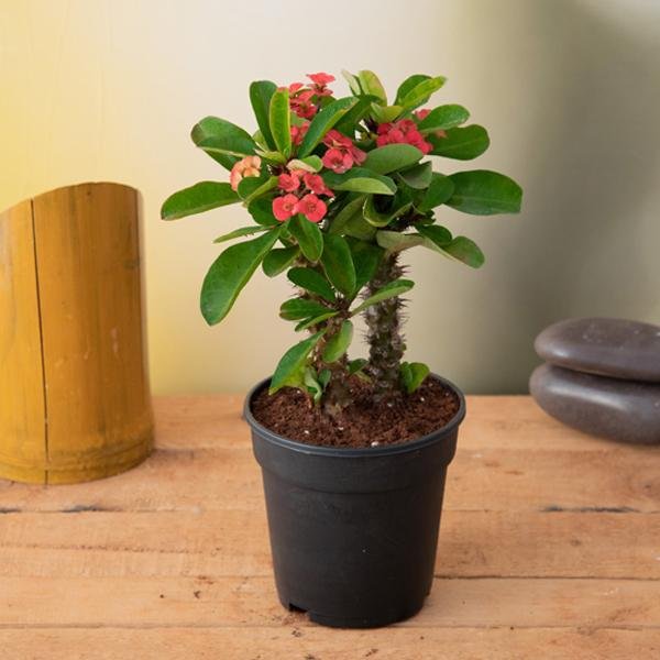 Crown of Thorns Peach - 5" Pot