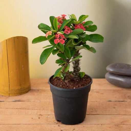 Crown of Thorns Red - 5" Pot