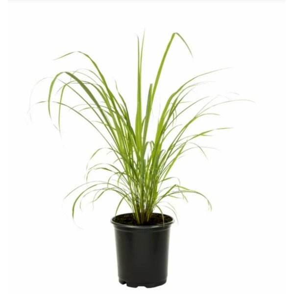 Lemon Grass Plant in 10 inch Grow Bag