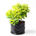 Ficus Panda - 10" Grow bag