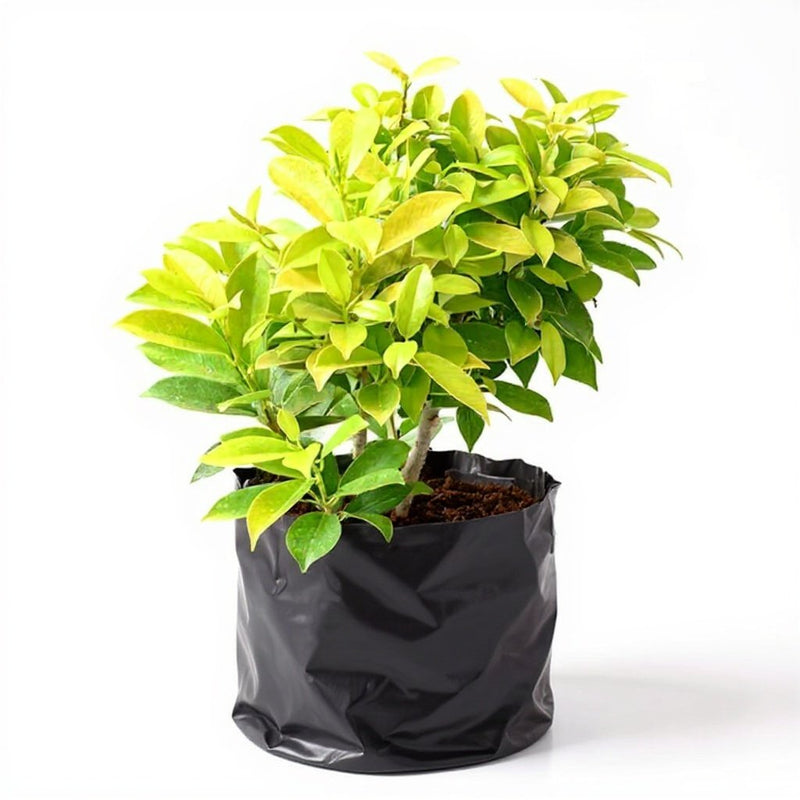 Ficus Panda - 10" Grow bag