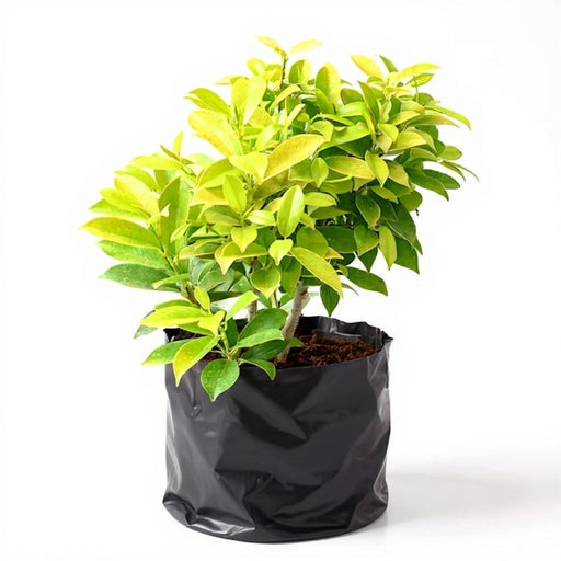 Ficus Panda - 6" Grow bag