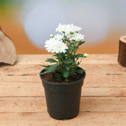 Chrysanthemum Mixed - 5" Pot