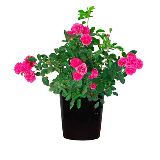 Rose (Pink) - Plant